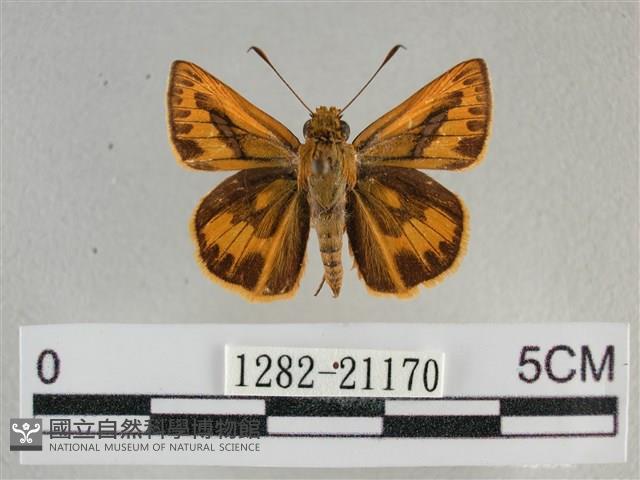 竹橙斑弄蝶藏品圖，第1張