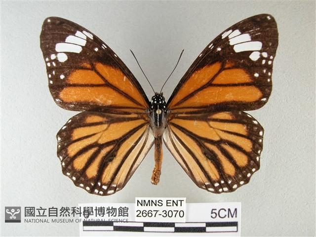 黑脈樺斑蝶藏品圖，第1張