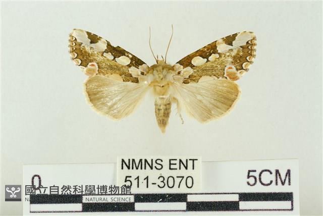 連珠波紋蛾藏品圖，第1張