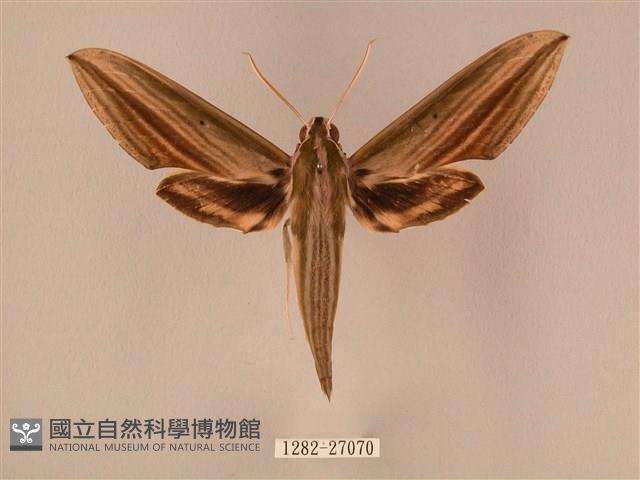 棕綠背線天蛾藏品圖，第1張