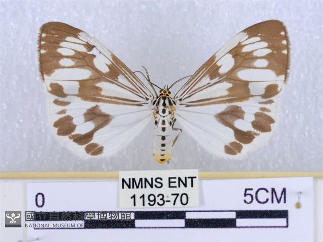 粉蝶燈蛾藏品圖，第1張