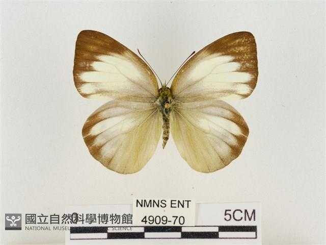 淡褐脈粉蝶藏品圖，第1張