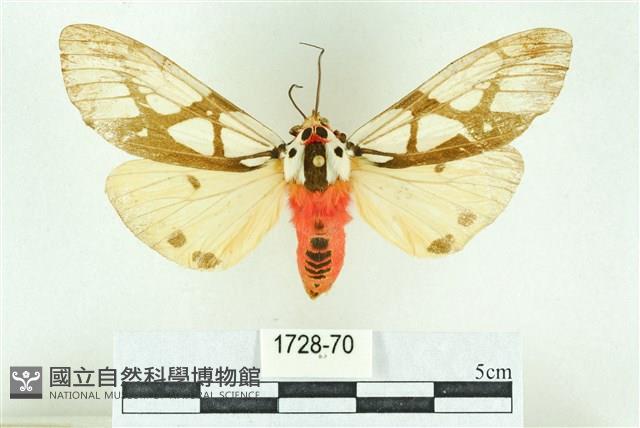 乳白斑燈蛾藏品圖，第1張