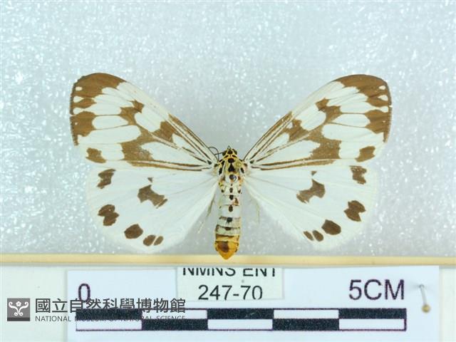 粉蝶燈蛾藏品圖，第1張