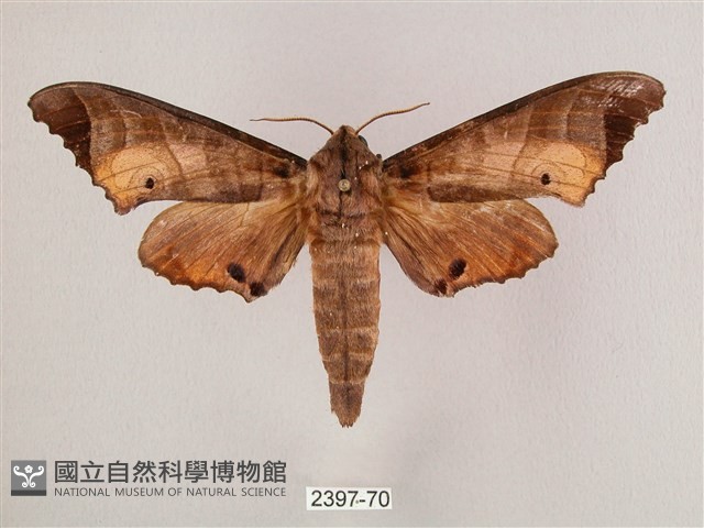 黑角六點天蛾藏品圖，第1張