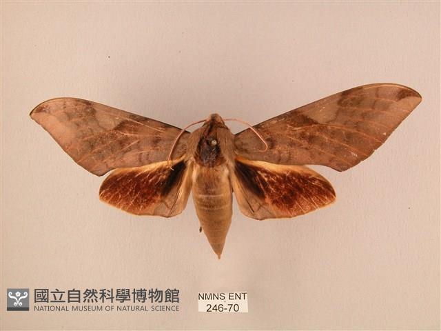 波紋豆天蛾藏品圖，第1張