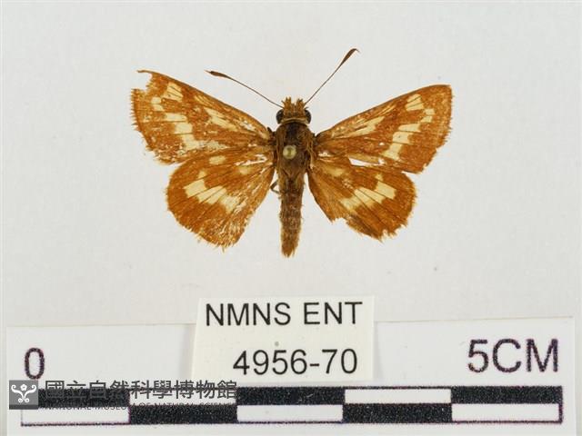 蓬萊黃斑弄蝶藏品圖，第1張