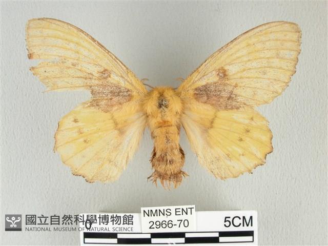 青枯葉蛾藏品圖，第1張