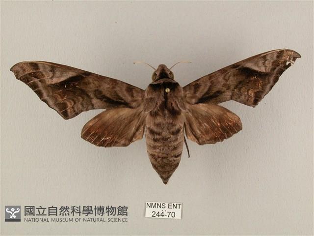 全緣缺角天蛾藏品圖，第1張