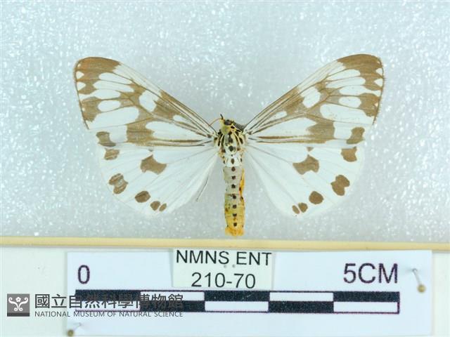 粉蝶燈蛾藏品圖，第1張