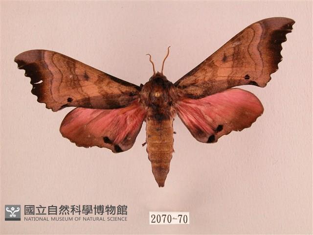 桃紅六點天蛾藏品圖，第1張