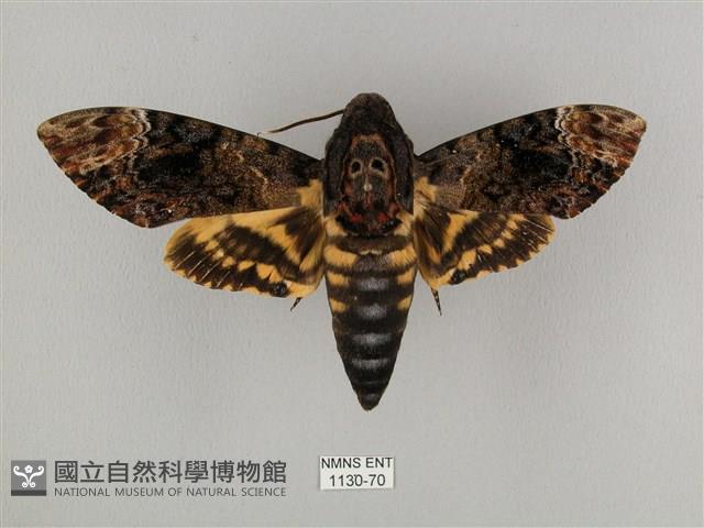 鬼臉天蛾藏品圖，第1張