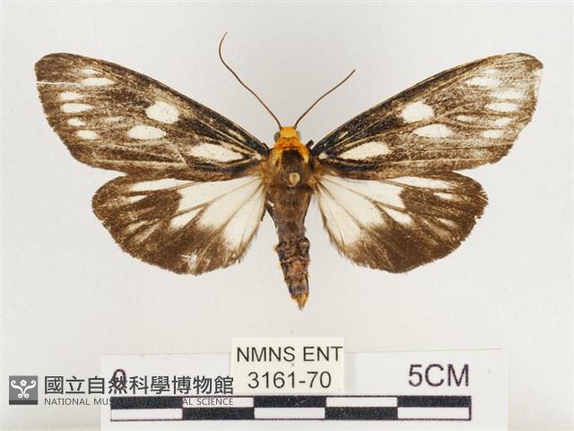 巨網燈蛾藏品圖，第1張