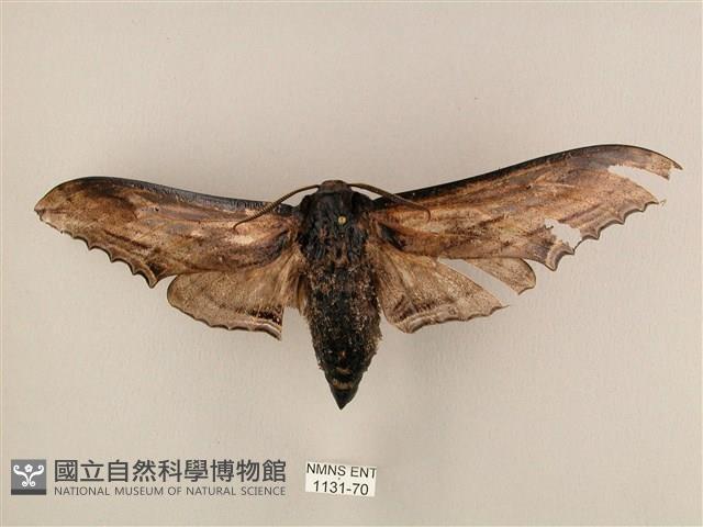 臺灣鋸翅天蛾藏品圖，第1張