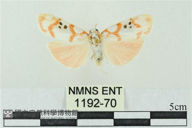 臺雪苔蛾藏品圖，第1張