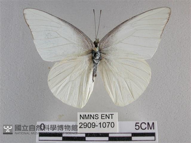 尖翅尖粉蝶藏品圖，第1張