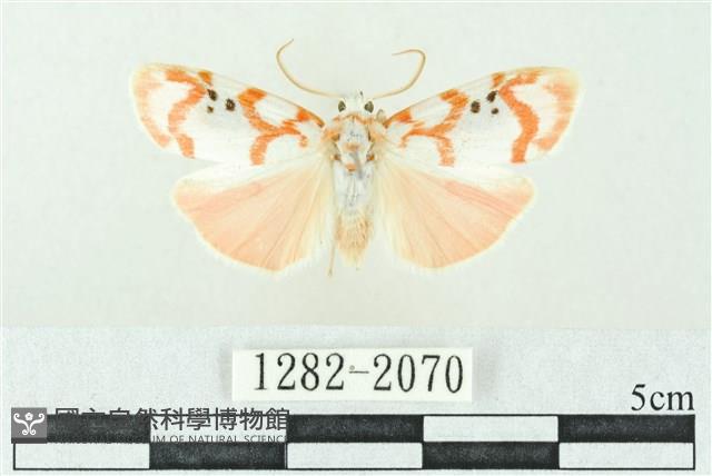 臺雪苔蛾藏品圖，第1張