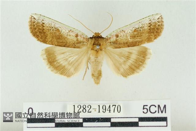 臺洒波紋蛾藏品圖，第1張