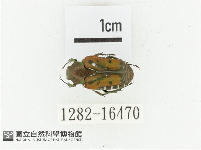 黑斑陷紋金龜藏品圖，第1張