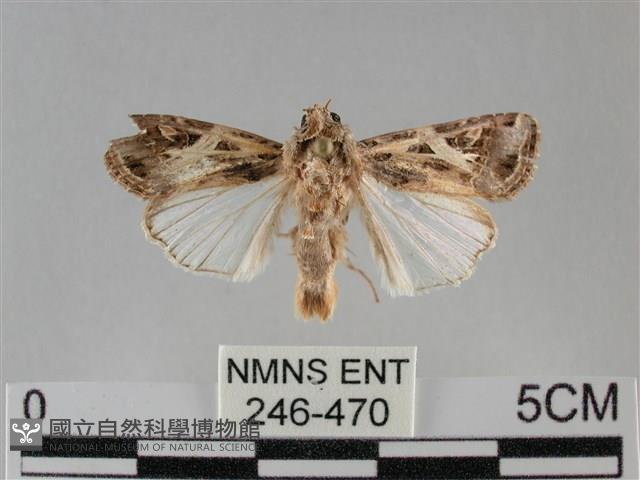 斜紋夜盜蛾藏品圖，第1張