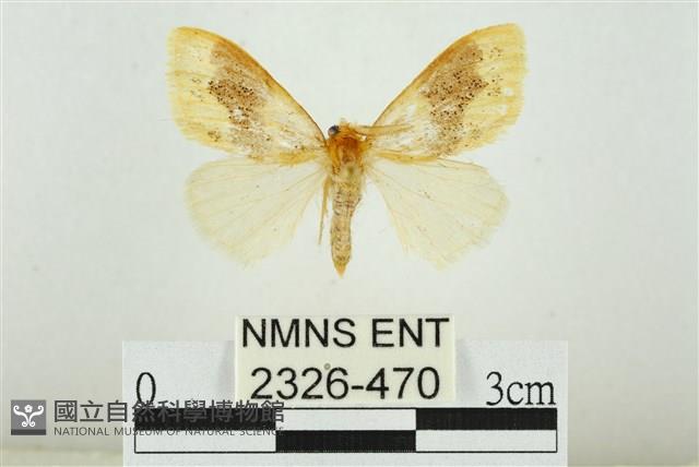 寬紋黃毒蛾藏品圖，第1張