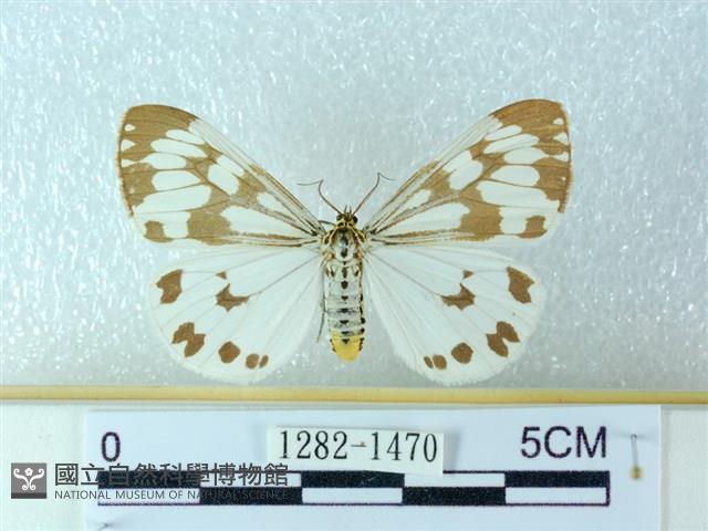 粉蝶燈蛾藏品圖，第1張