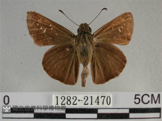 尖翅褐弄蝶藏品圖，第1張