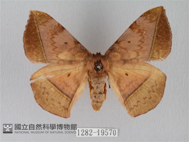 阿里山絨帶蛾藏品圖，第1張