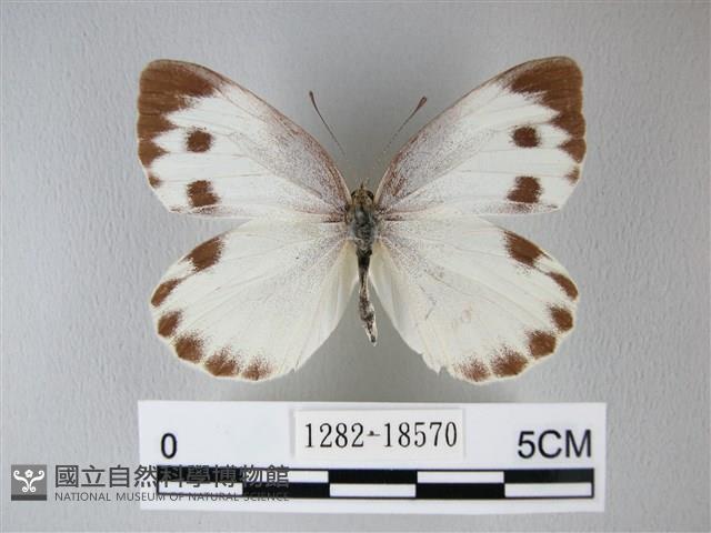 緣點白粉蝶藏品圖，第1張