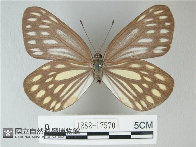 流星絹粉蝶藏品圖，第1張