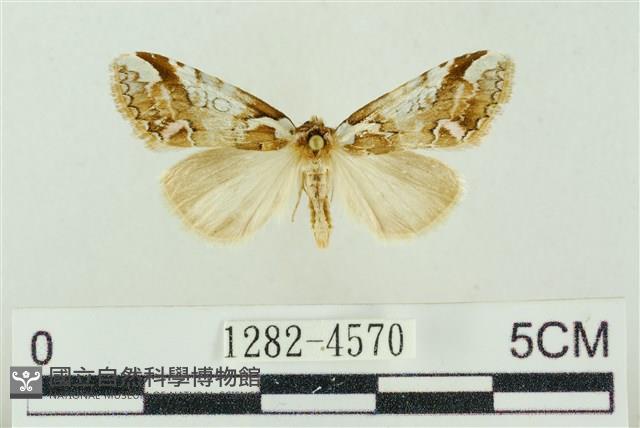 臺美波紋蛾藏品圖，第1張