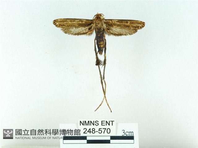 長腳大織蛾藏品圖，第1張