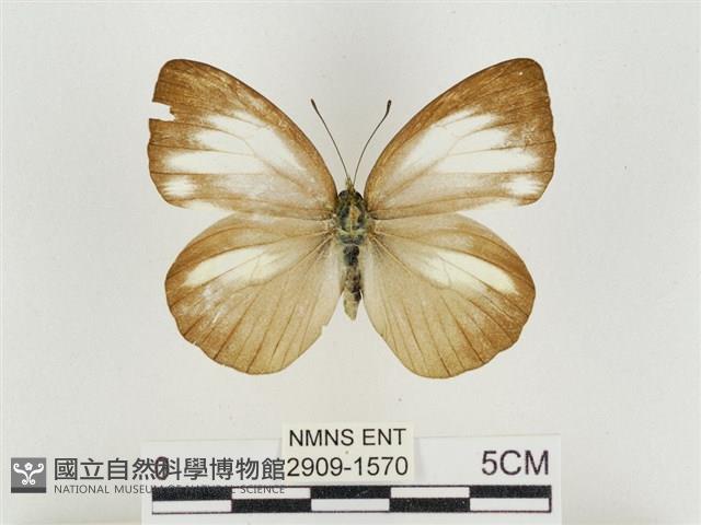 淡褐脈粉蝶藏品圖，第1張