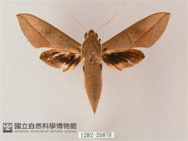 藏斜紋天蛾藏品圖，第1張