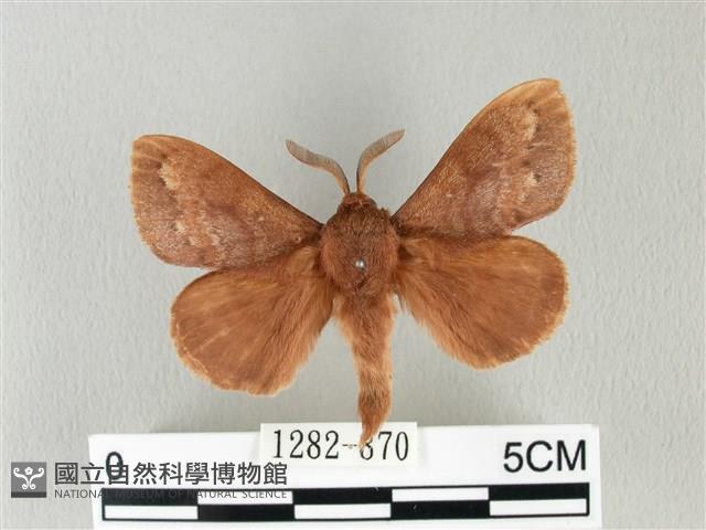 馬尾松枯葉蛾藏品圖，第1張