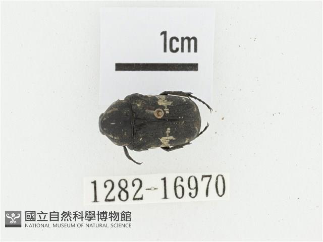 橫斑黑花金龜藏品圖，第1張