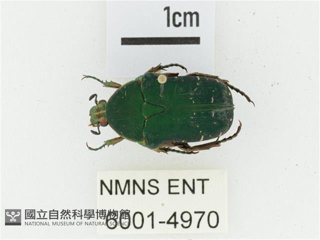 艷邊花金龜藏品圖，第1張