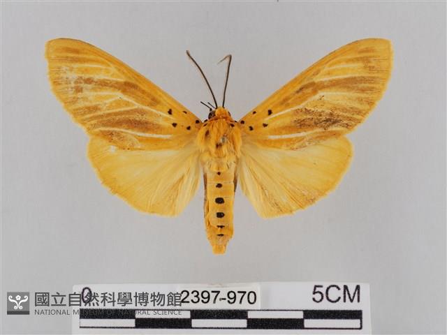 橙擬燈蛾藏品圖，第1張