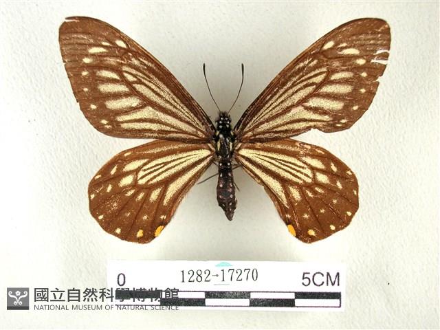 黃星斑鳳蝶藏品圖，第1張