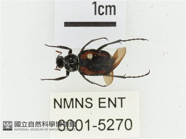 黑虎斑花金龜藏品圖，第1張