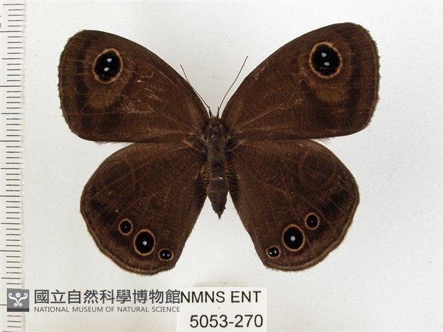 巨波眼蝶北部亞種藏品圖，第1張