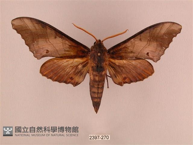 栗六點天蛾藏品圖，第1張