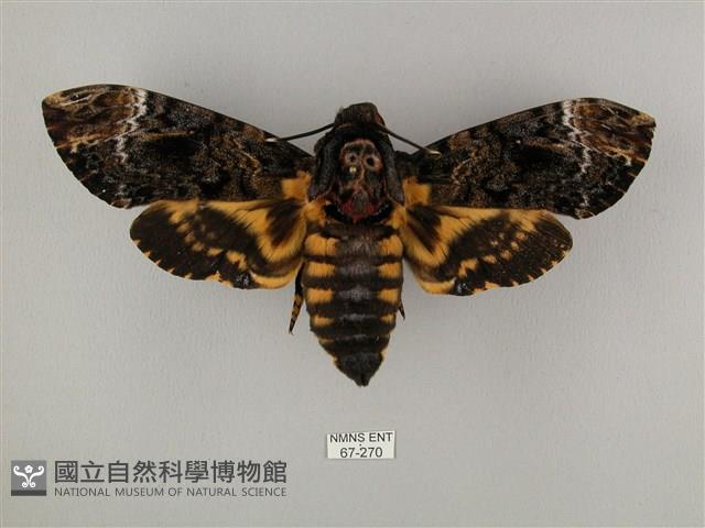 鬼臉天蛾藏品圖，第1張