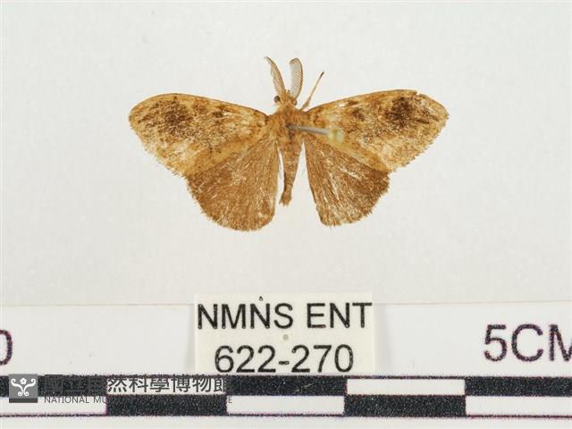 小白紋毒蛾藏品圖，第1張