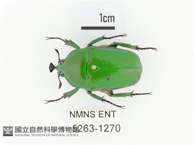 臺灣扇角金龜藏品圖，第1張