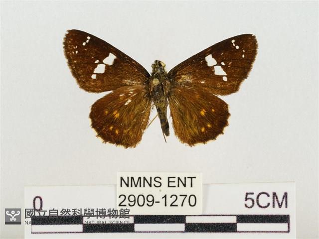 尖翅星弄蝶藏品圖，第1張