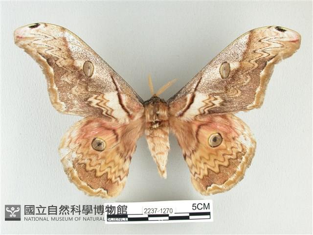 大綠目天蠶蛾藏品圖，第1張