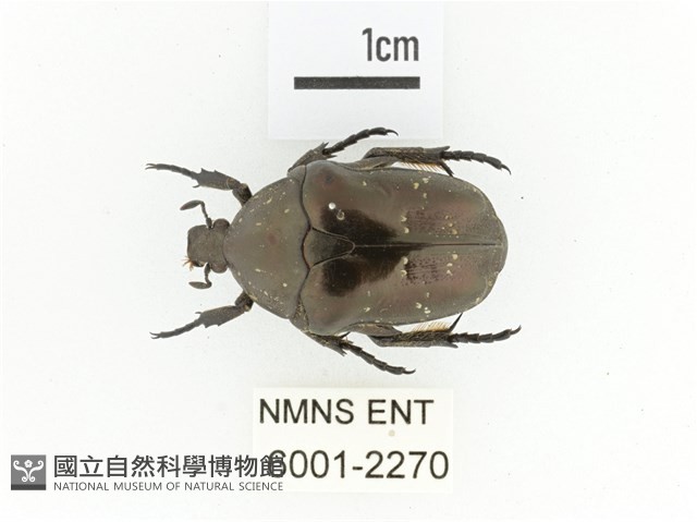 銅艷白點花金龜藏品圖，第1張