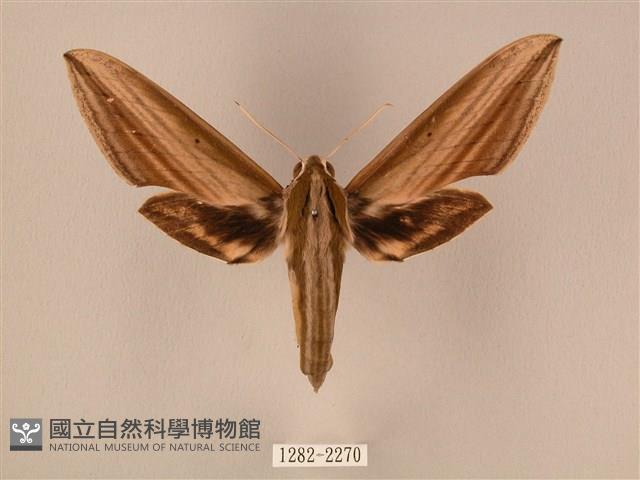 棕綠背線天蛾藏品圖，第1張