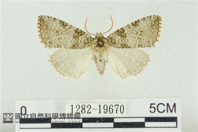 臺灣銀斑異波紋蛾藏品圖，第1張